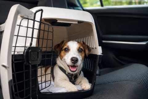 Vai viajar nas férias? Saiba como cuidar do pet para evitar estresse e problemas