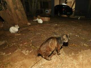 Com 11 gatos, morador pede fim do abandono dos pets em frente de casa