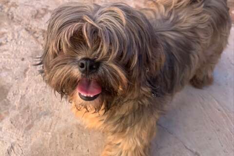 Cachorro é acolhido, mas foge e continua à procura do dono no Parati