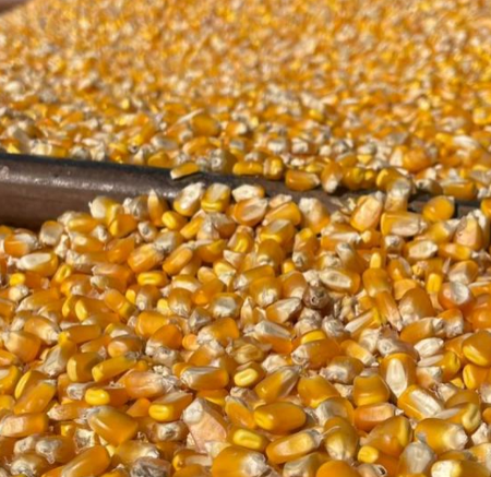 Colheita de milho passa de 1 milhão de hectares em MS e chega a 49% da área