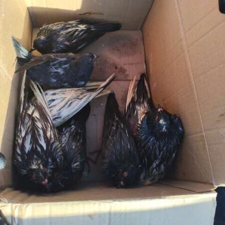Suspeita de maus-tratos: cerca de 60 pombos são encontrados em sacos de lixo