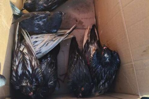 Suspeita de maus-tratos: cerca de 60 pombos são encontrados em sacos de lixo