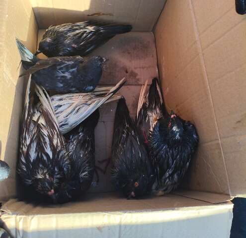 Suspeita de maus-tratos: cerca de 60 pombos são encontrados em sacos de lixo