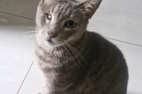 Viu o Naninho? Gato rajado desaparece no Tijuca e tutora busca pelo felino