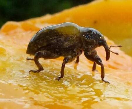 Broca-do-caroço ameaça produção de mangas e motiva novo controle nacional