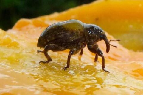 Broca-do-caroço ameaça produção de mangas e motiva novo controle nacional