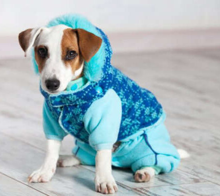 Roupinha no calor pode virar uma “estufa” e até matar seu cachorro