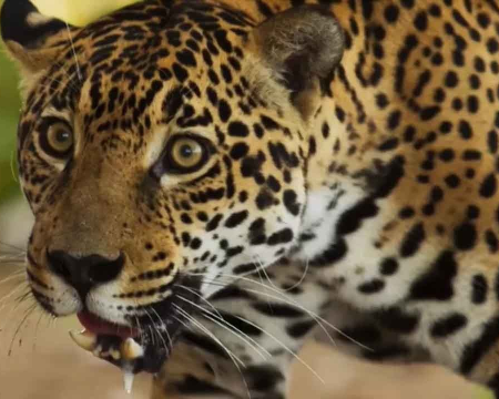 Onça que "atuou" em Pantanal está prenha e deve ter filhotes em 20 dias