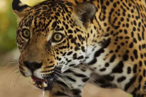 Onça que "atuou" em Pantanal está prenha e deve ter filhotes em 20 dias