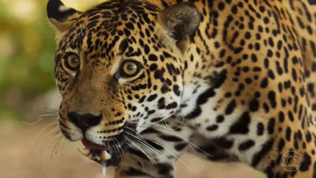 Onça que "atuou" em Pantanal está prenha e deve ter filhotes em 20 dias