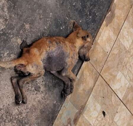 Cachorro é encontrado agonizando em casa abandonada no Jardim Centro-Oeste
