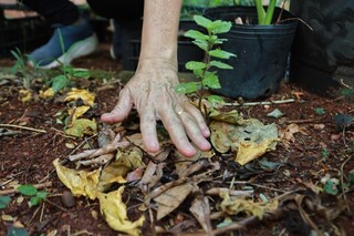 Calor infernal não perdoa nem as plantas; aprenda a salvar as suas