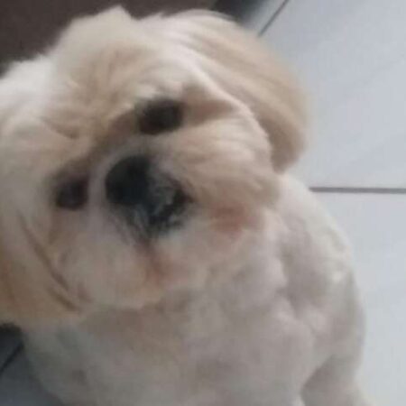 Família busca Shih-tzu com problemas de visão que fugiu na Vila Carlota