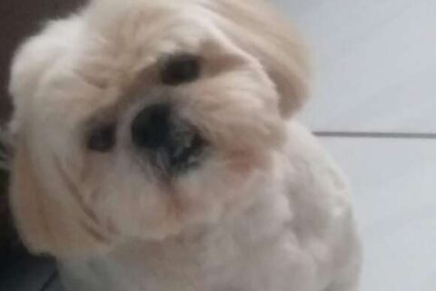 Família busca Shih-tzu com problemas de visão que fugiu na Vila Carlota