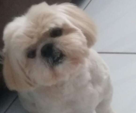 Família busca Shih-tzu com problemas de visão que fugiu na Vila Carlota