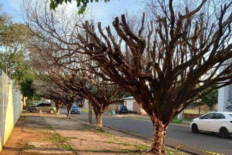 Árvores secas há um ano preocupam morador por risco de queda em avenida