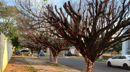 Árvores secas há um ano preocupam morador por risco de queda em avenida