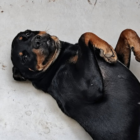 MS tem o 2º maior percentual de lares com cachorro no Brasil