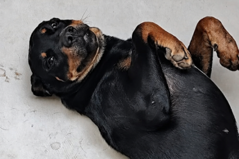 MS tem o 2º maior percentual de lares com cachorro no Brasil