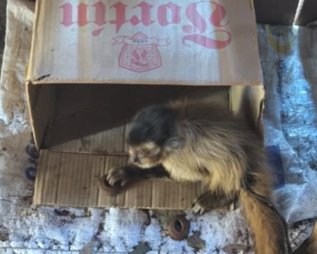 Operação na fronteira apreende madeira ilegal e resgata macaco de cativeiro