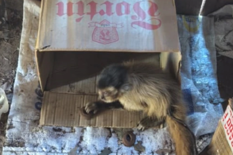 Operação na fronteira apreende madeira ilegal e resgata macaco de cativeiro