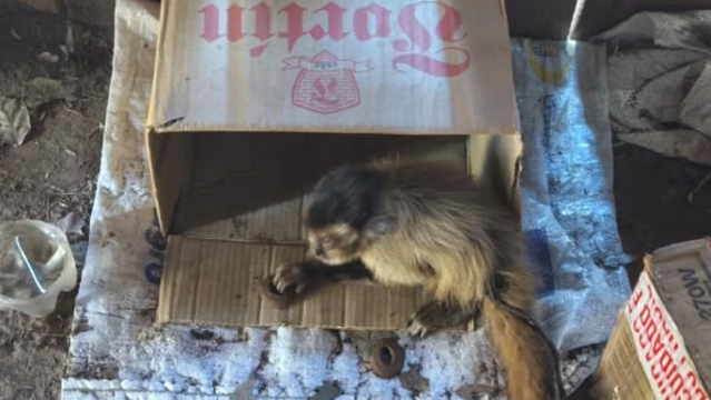 Operação na fronteira apreende madeira ilegal e resgata macaco de cativeiro