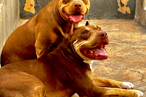 Família procura Tayson e Vênus após cães sumirem no Estrela do Sul