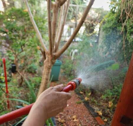 Calor infernal não perdoa nem as plantas; aprenda a salvar as suas