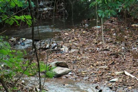 Sofás, animais mortos e água verde dividem espaço com caminhada no Imbirussu