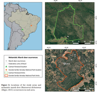 “Descoberto” no Pantanal de MS, veado preto deixa de ser lenda para a ciência