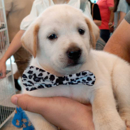 Pet shop vai indenizar tutor em R$ 5 mil por vender Labrador "fake"