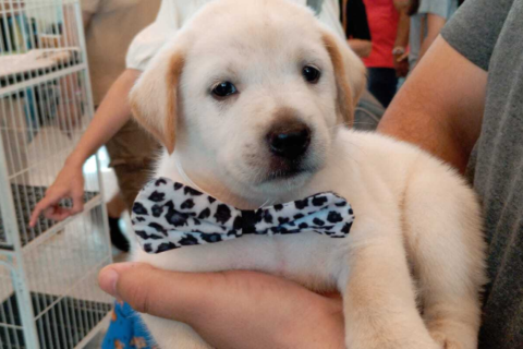 Pet shop vai indenizar tutor em R$ 5 mil por vender Labrador "fake"
