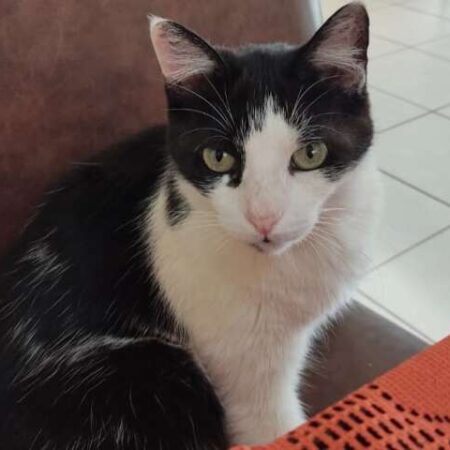 Gato em tratamento desaparece e tutora pede ajuda para encontrá-lo