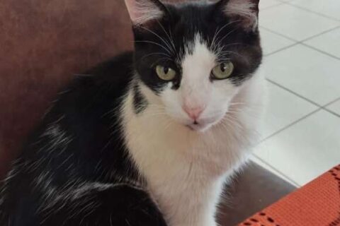 Gato em tratamento desaparece e tutora pede ajuda para encontrá-lo