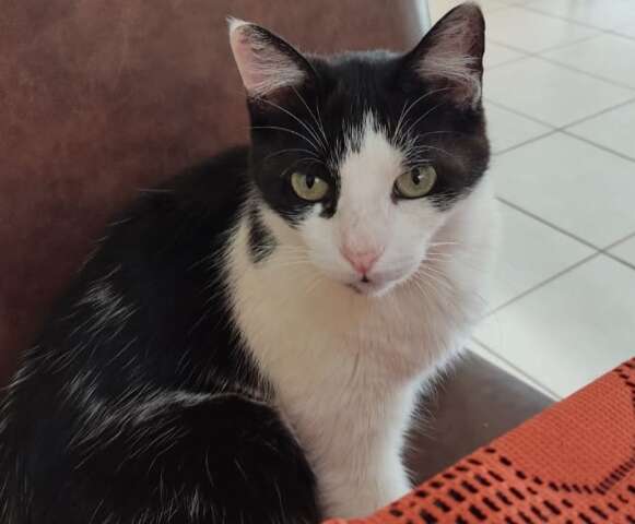 Gato em tratamento desaparece e tutora pede ajuda para encontrá-lo