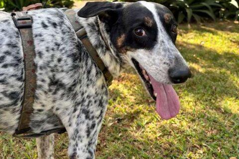 Chico escapa de casa e tutor faz apelo para encontrar cão alérgico