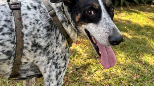 Chico escapa de casa e tutor faz apelo para encontrar cão alérgico