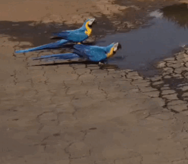 Araras saciam sede em buraco com água parada no centro de São Gabriel do Oeste