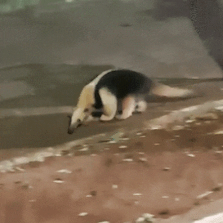 Tamanduá aparece em área urbana e deixa moradores preocupados com trânsito