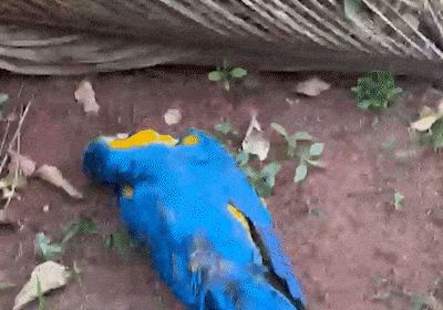 Moradora encontra arara morta e suspeita de disparo de arma de chumbinho