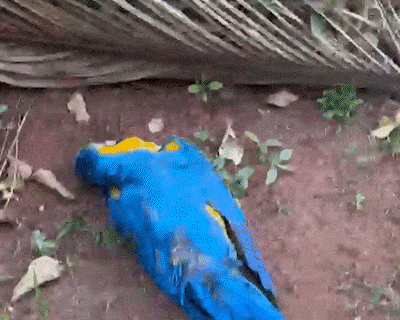 Moradora encontra arara morta e suspeita de disparo de arma de chumbinho