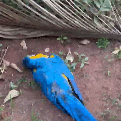 Moradora encontra arara morta e suspeita de disparo de arma de chumbinho
