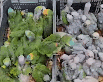 Operação reforça fiscalização contra captura e tráfico de aves em MS