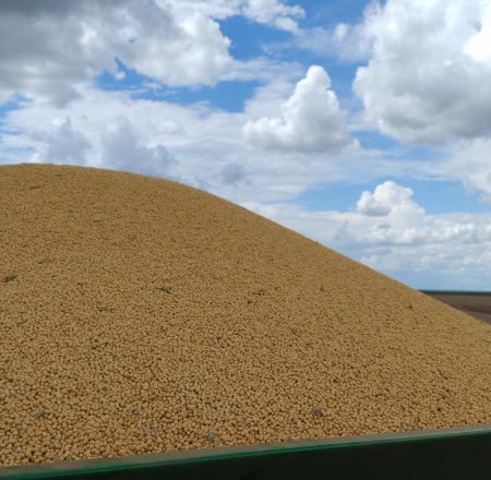 Colheita de milho passa de 1,6 milhão de hectares em MS e chega a 75%