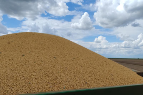 Colheita de milho passa de 1,6 milhão de hectares em MS e chega a 75%