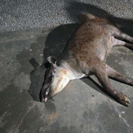Anta é atropelada, perde movimento das patas e pode passar por eutanásia