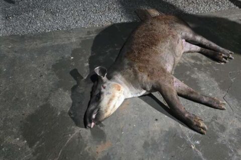Anta é atropelada, perde movimento das patas e pode passar por eutanásia