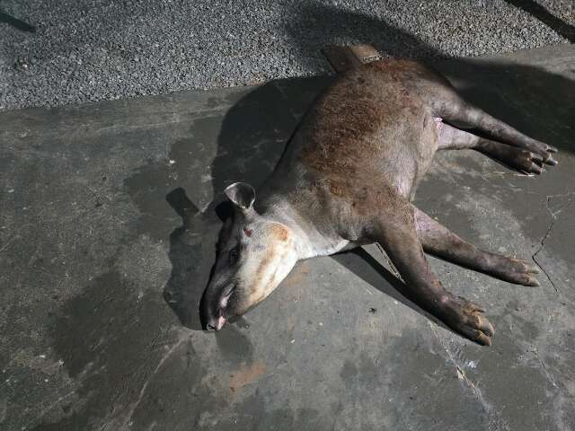 Anta é atropelada, perde movimento das patas e pode passar por eutanásia