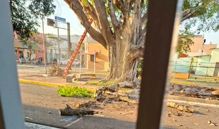 Prefeitura corta galhos secos de figueira mostrada em reportagem Prefeitura corta galhos secos de figueira mostrada em reportagem