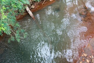Sofás, animais mortos e água verde dividem espaço com caminhada no Imbirussu Sofás, animais mortos e água verde dividem espaço com caminhada no Imbirussu